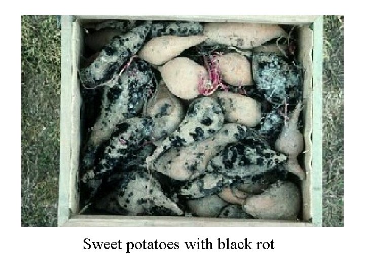 Sweet potatoes with black rot 