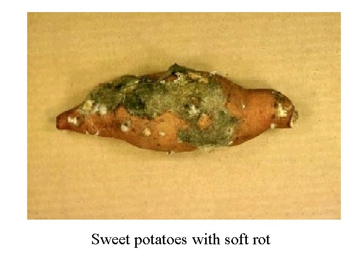 Sweet potatoes with soft rot 