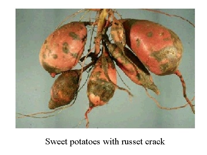 Sweet potatoes with russet crack 