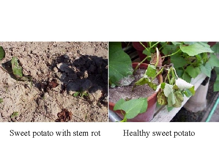 Sweet potato with stem rot Healthy sweet potato 