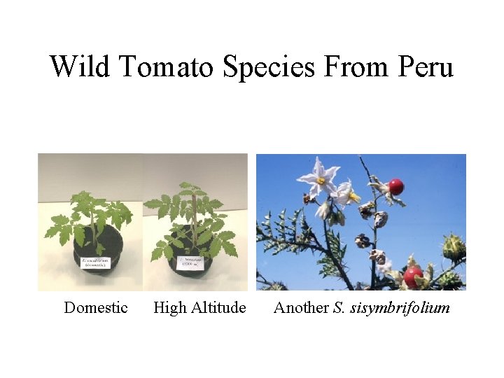 Wild Tomato Species From Peru Domestic High Altitude Another S. sisymbrifolium 