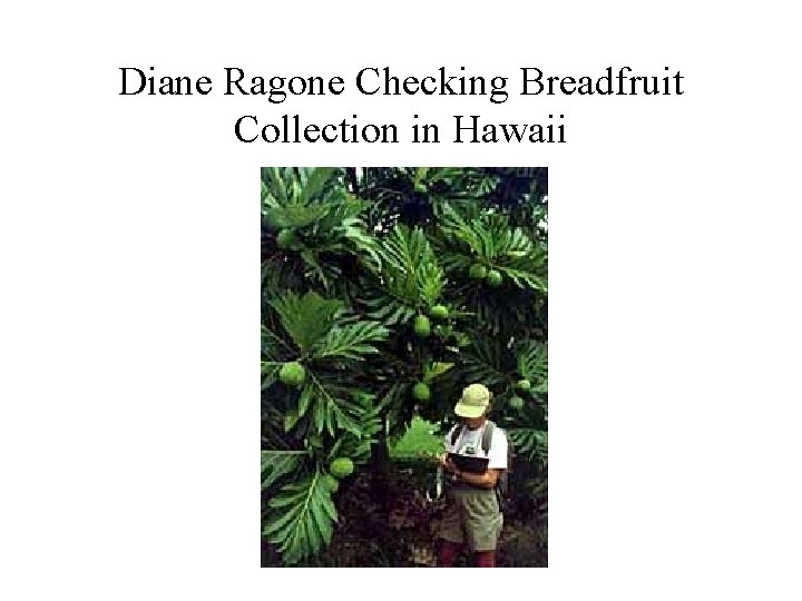 Diane Ragone Checking Breadfruit Collection in Hawaii 