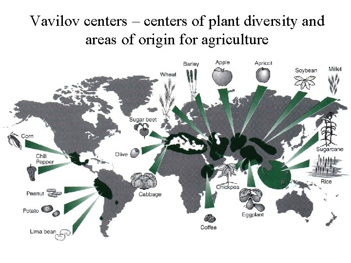 Vavilov centers – centers of plant diversity and areas of origin for agriculture 