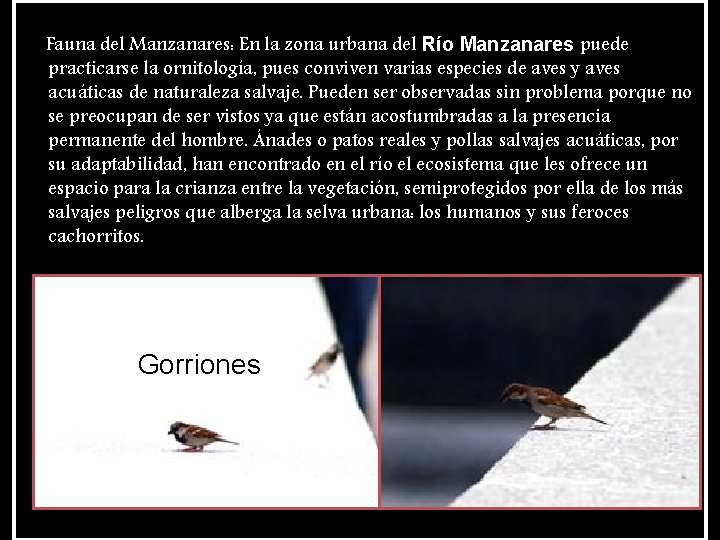 Fauna del Manzanares: En la zona urbana del Río Manzanares puede practicarse la ornitología,