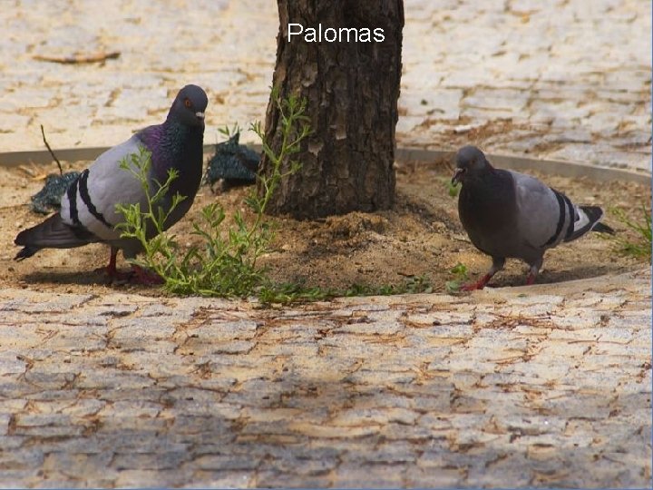 Palomas 
