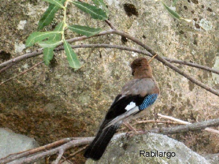 Rabilargo 