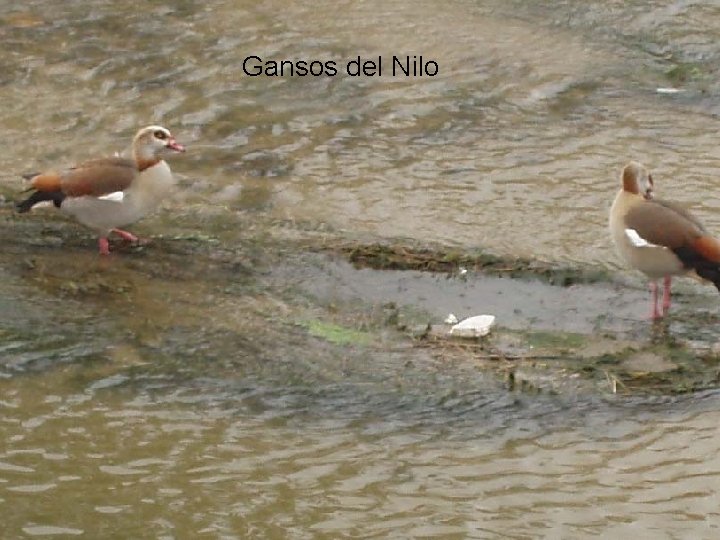 Gansos del Nilo 