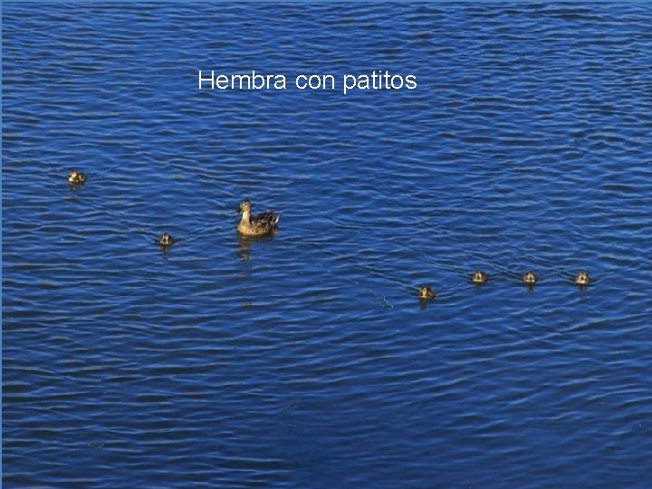 Hembra con patitos 