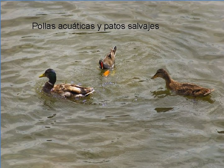 Pollas acuáticas y patos salvajes 