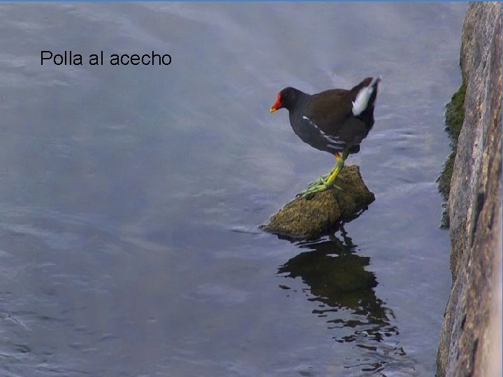 Polla al acecho 