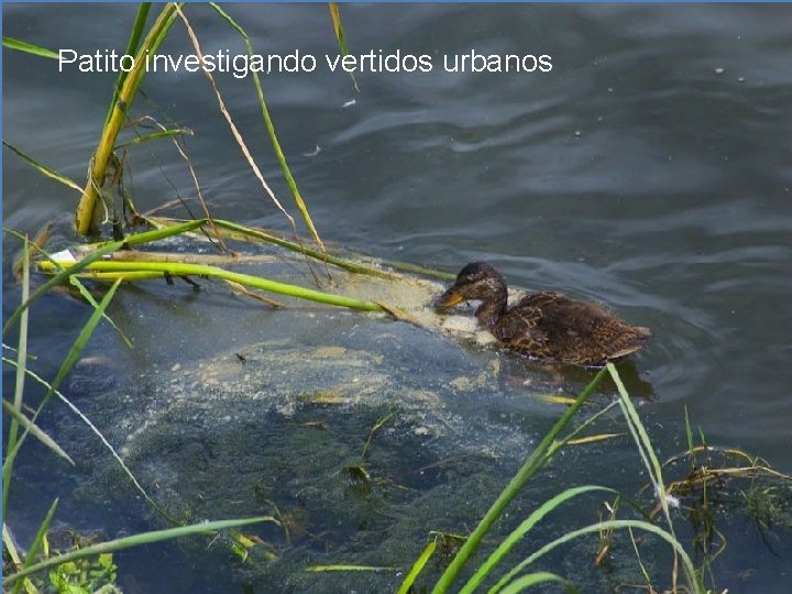Patito investigando vertidos urbanos 