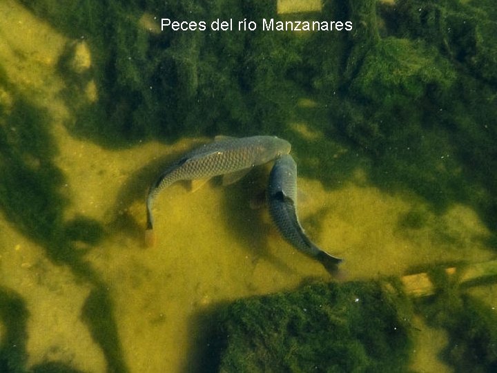 Peces del río Manzanares 