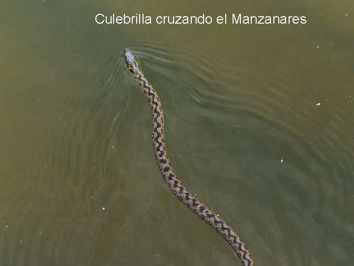 Culebrilla cruzando el Manzanares 