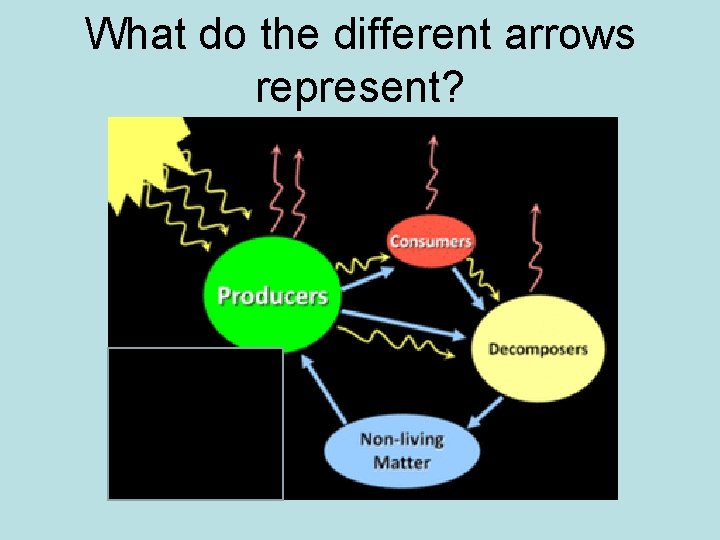 What do the different arrows represent? 
