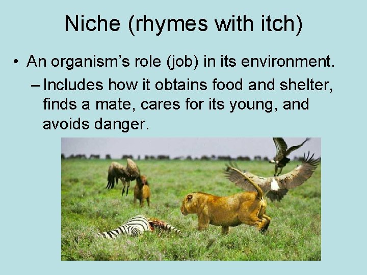 Niche (rhymes with itch) • An organism’s role (job) in its environment. – Includes