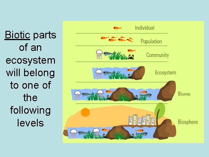 Biotic parts of an ecosystem will belong to one of the following levels 