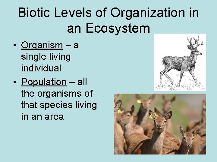 Biotic Levels of Organization in an Ecosystem • Organism – a single living individual