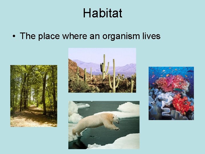 Habitat • The place where an organism lives 
