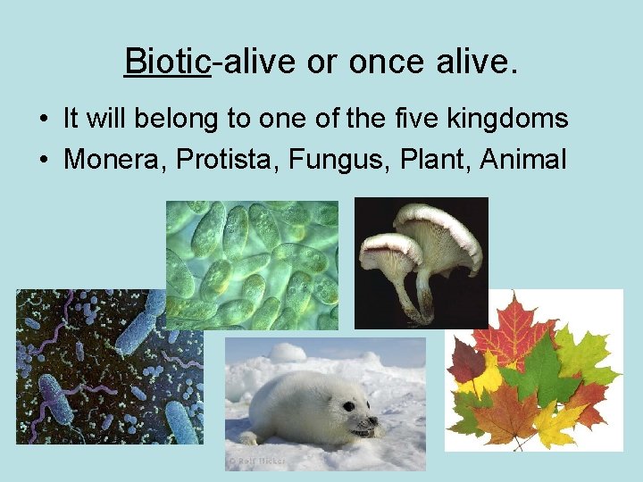 Biotic-alive or once alive. • It will belong to one of the five kingdoms