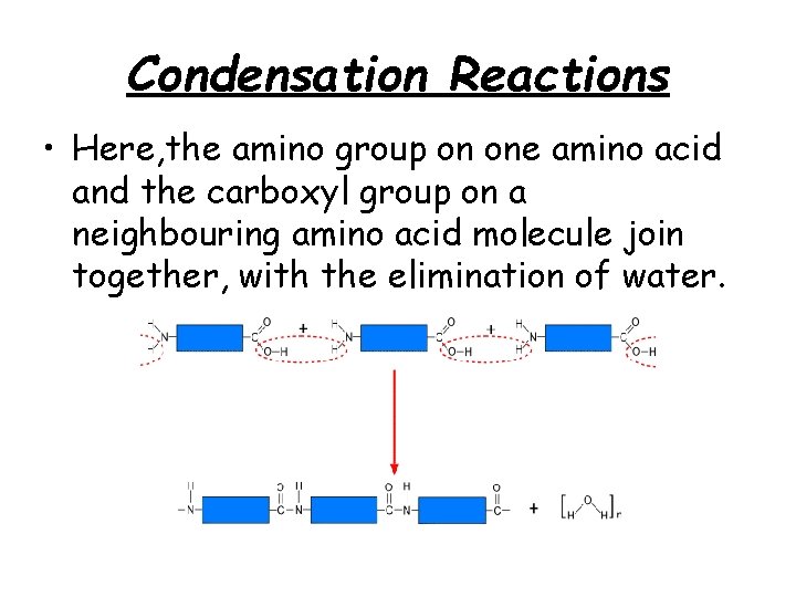 Condensation Reactions • Here, the amino group on one amino acid and the carboxyl