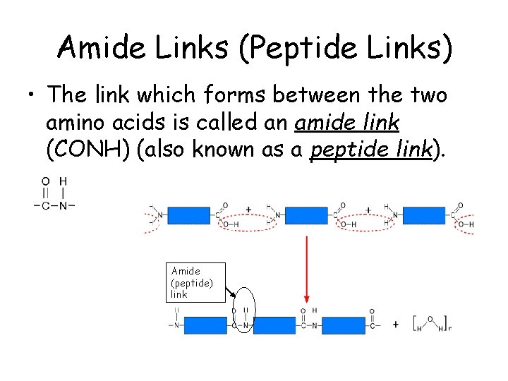 Amide Links (Peptide Links) • The link which forms between the two amino acids