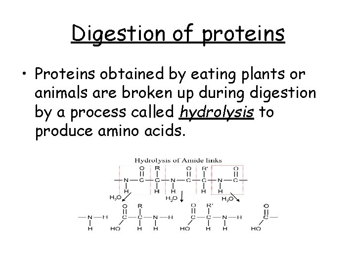 Digestion of proteins • Proteins obtained by eating plants or animals are broken up