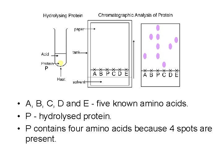  • A, B, C, D and E - five known amino acids. •