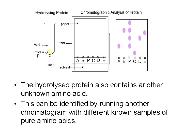 • The hydrolysed protein also contains another unknown amino acid. • This can