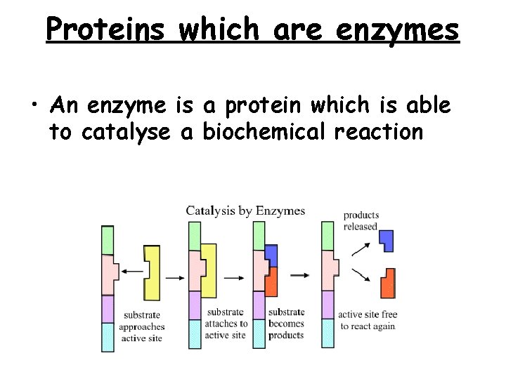 Proteins which are enzymes • An enzyme is a protein which is able to