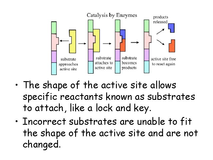  • The shape of the active site allows specific reactants known as substrates