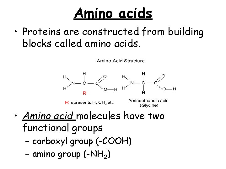 Amino acids • Proteins are constructed from building blocks called amino acids. • Amino