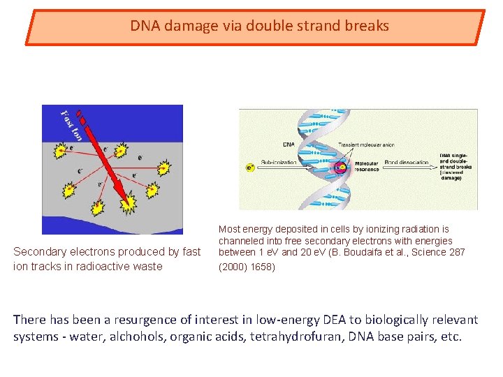 DNA damage via double strand breaks Secondary electrons produced by fast ion tracks in
