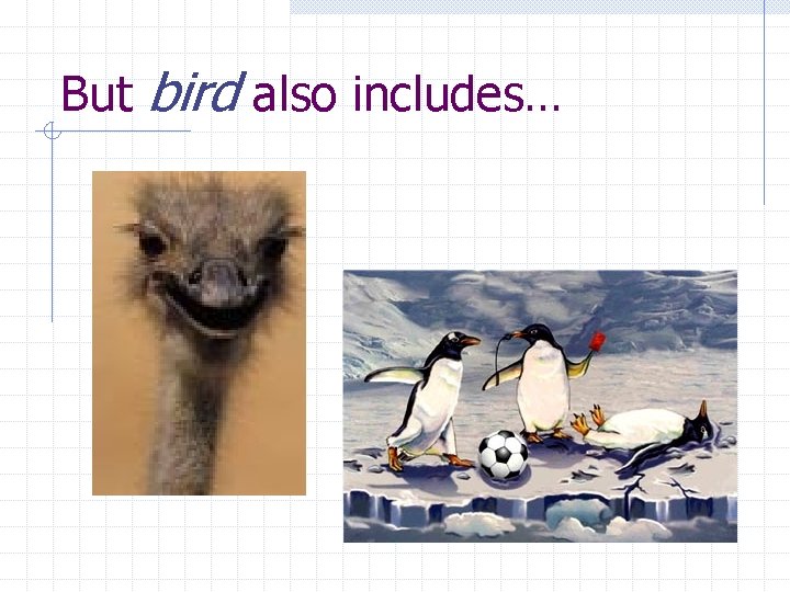 But bird also includes… 