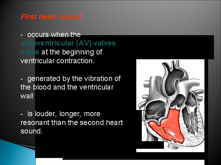 First heart sound: - occurs when the atrioventricular (AV) valves close at the beginning