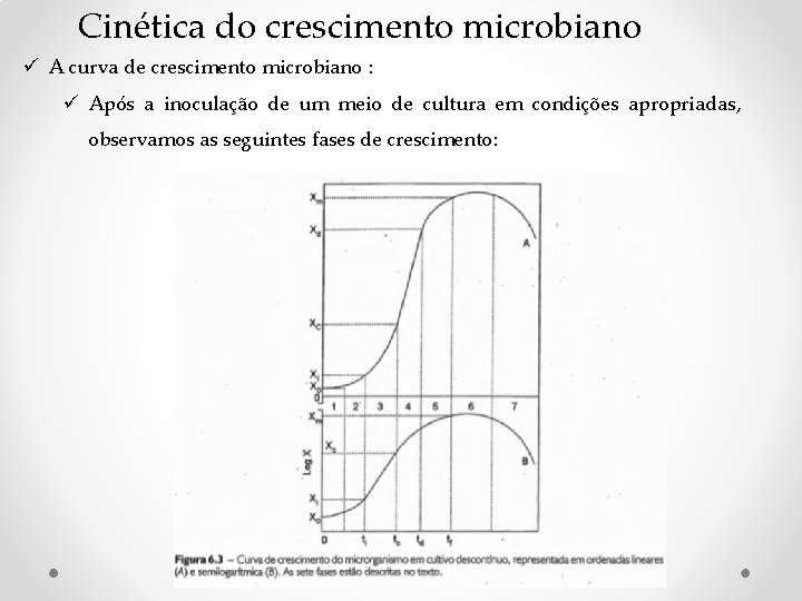 Cinética do crescimento microbiano ü A curva de crescimento microbiano : ü Após a Cinética do crescimento microbiano ü A curva de crescimento microbiano : ü Após a