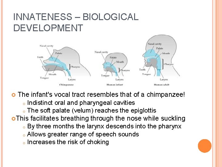 INNATENESS – BIOLOGICAL DEVELOPMENT The infant's vocal tract resembles that of a chimpanzee! o