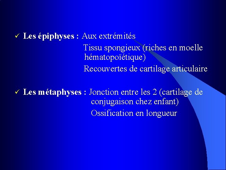 ü Les épiphyses : Aux extrémités Tissu spongieux (riches en moelle hématopoïétique) Recouvertes de