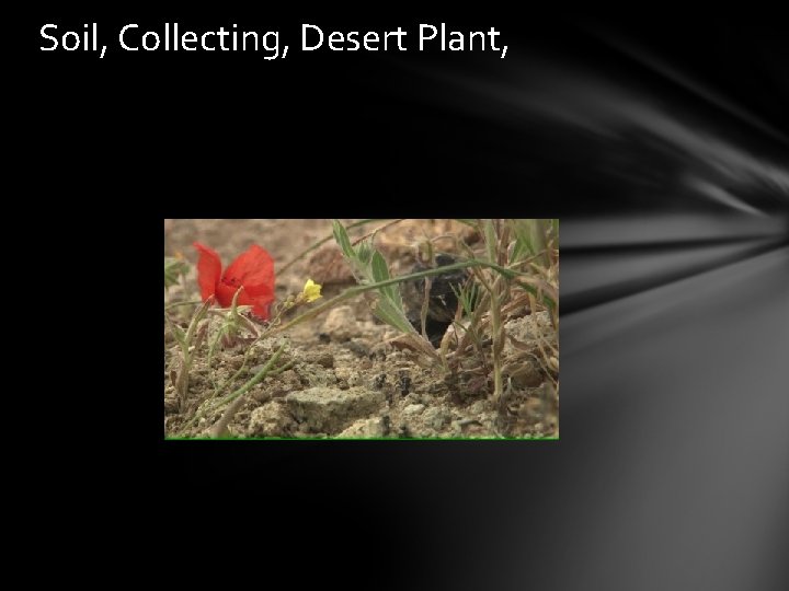 Soil, Collecting, Desert Plant, 