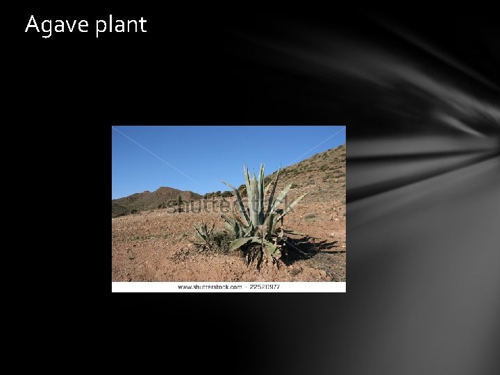 Agave plant 