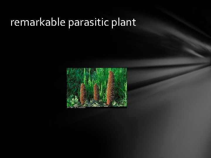 remarkable parasitic plant 