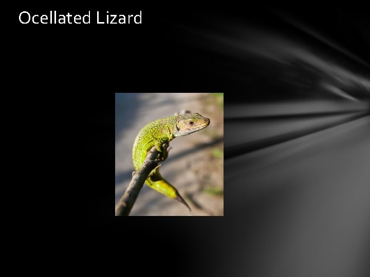 Ocellated Lizard 