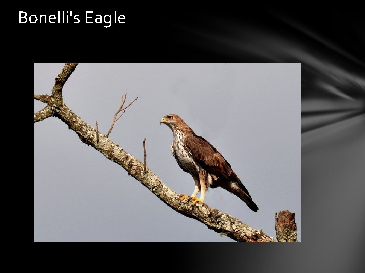 Bonelli's Eagle 