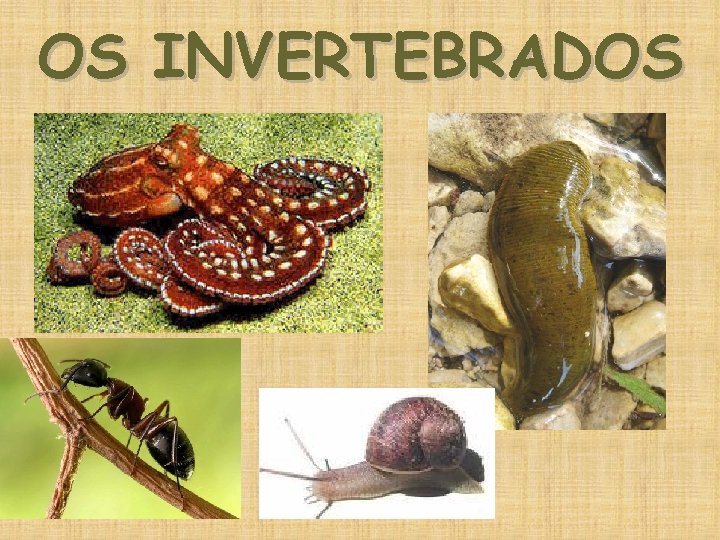 OS INVERTEBRADOS 