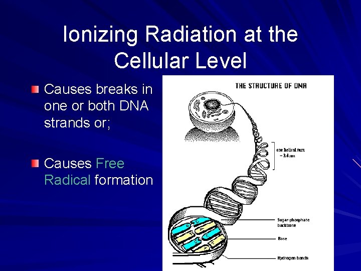 Ionizing Radiation at the Cellular Level Causes breaks in one or both DNA strands