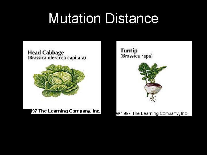 Mutation Distance 