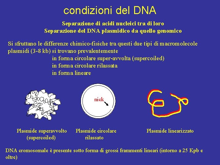 condizioni del DNA Separazione di acidi nucleici tra di loro Separazione del DNA plasmidico