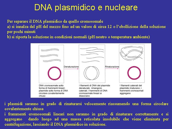 DNA plasmidico e nucleare Per separare il DNA plasmidico da quello cromosomale a) si