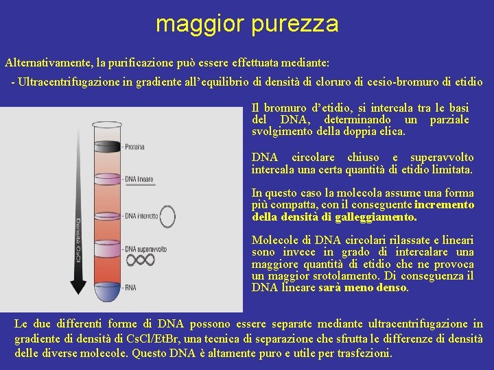 maggior purezza Alternativamente, la purificazione può essere effettuata mediante: - Ultracentrifugazione in gradiente all’equilibrio