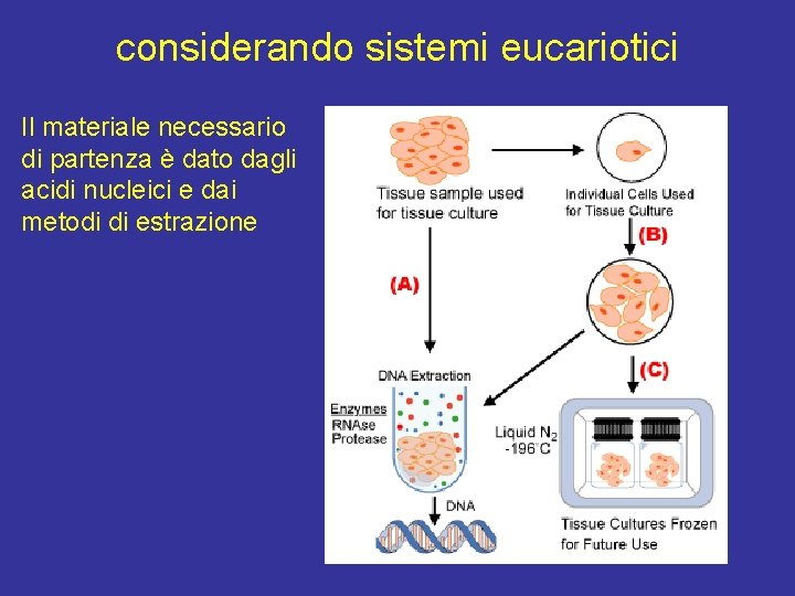 considerando sistemi eucariotici Il materiale necessario di partenza è dato dagli acidi nucleici e