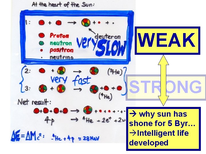 WEAK STRONG why sun has shone for 5 Byr… àIntelligent life developed 